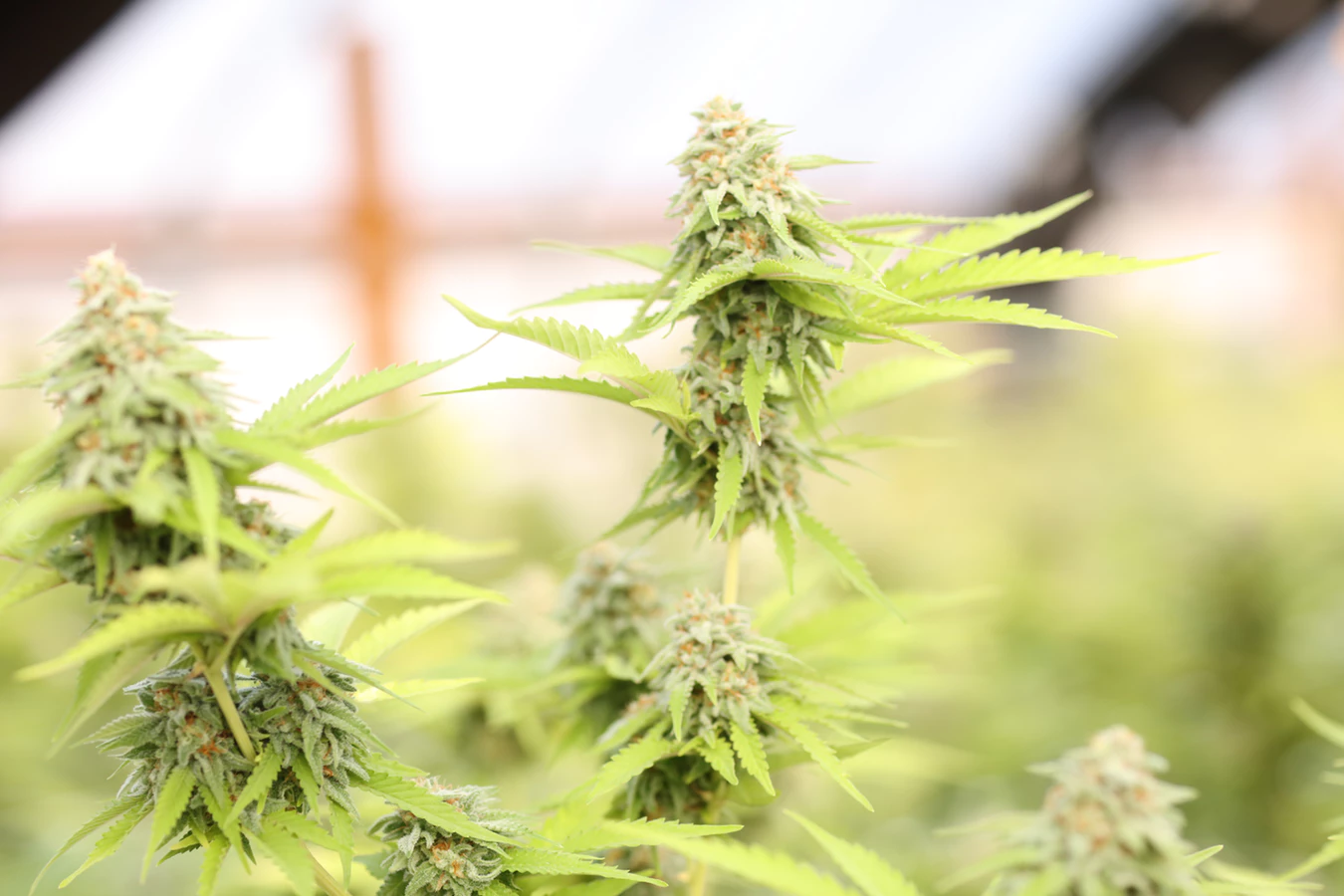 CBD vs. THC: Differences, Effects, and Legality