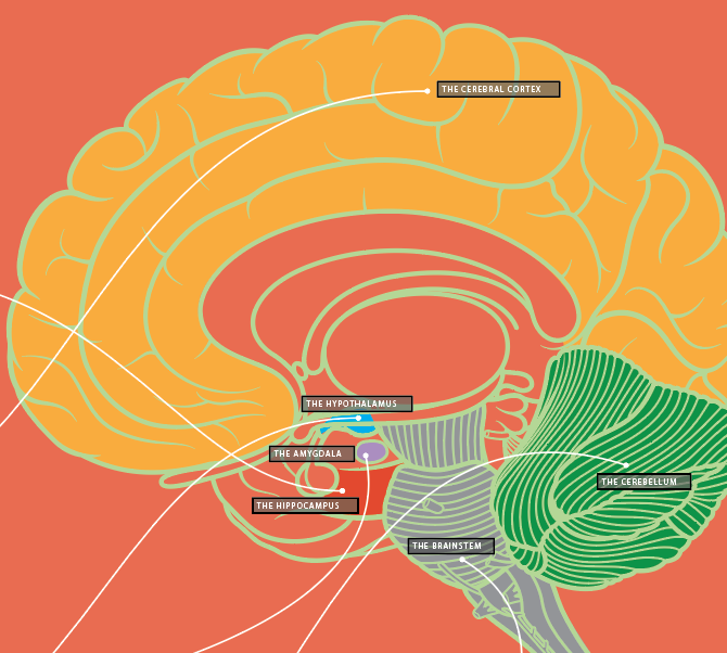 No, “This” is Your Brain on Drugs! For Real, This Time.