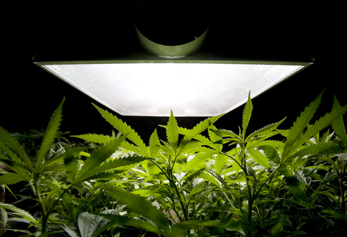The Sexiest, Smartest, Most Useful Plant in Your Garden