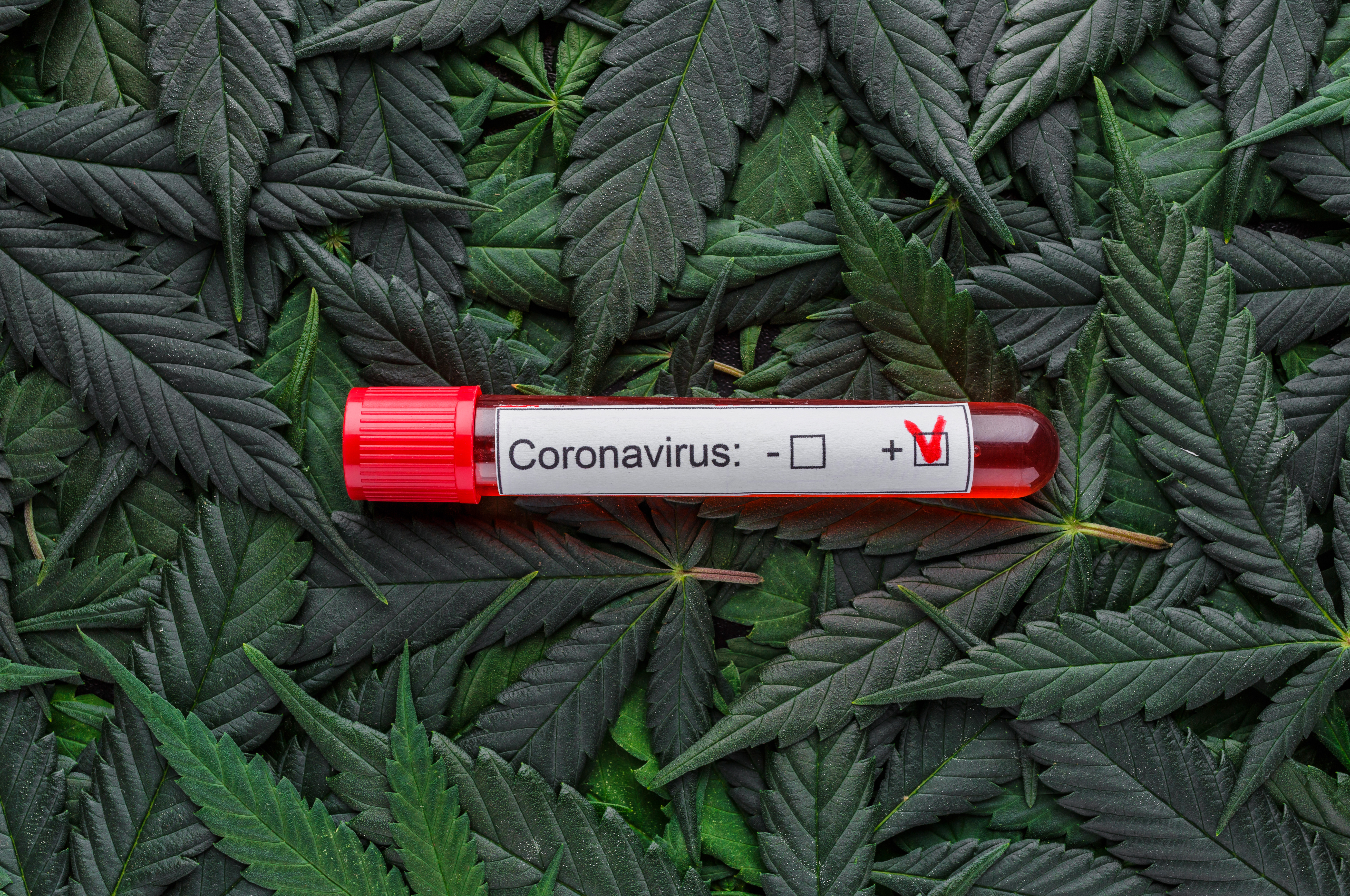 The Sound of One Hand Clapping for Canadian COVID-19/Cannabis “Study”
